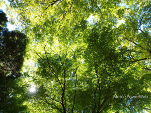 紅葉の前に 紅葉の前に